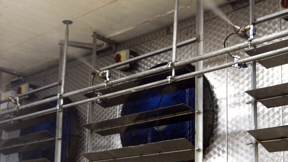 Humidification of fish canning process